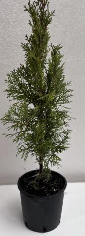 Туя Emerald 60-70 см 3 л, снимка 2 - Външни растения