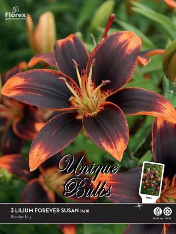 Луковици Unique Лилиум Forever Susan - Лилиуми