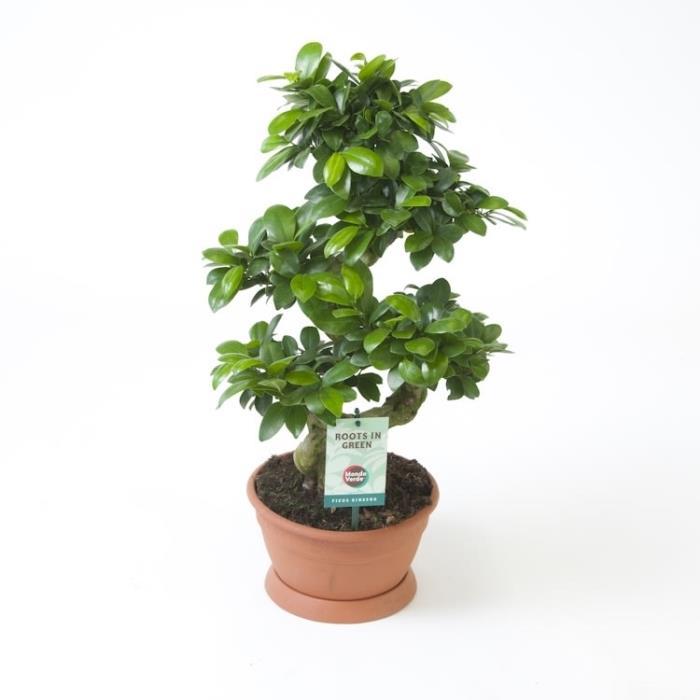 Фикус Ginseng Ф22см. H60-65см 09061675 на топ цена — Home Max | ex Baumax