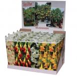 Бругманзия корен в кутия микс ф9 см