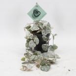 Пълзящо сърце Variegata Ф8.5см, H20см