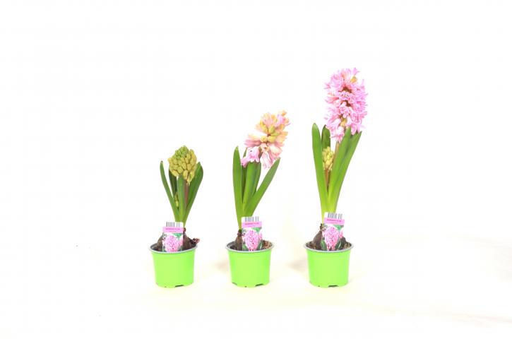 Зюмбюл 9 см - Пролетни балконски цветя