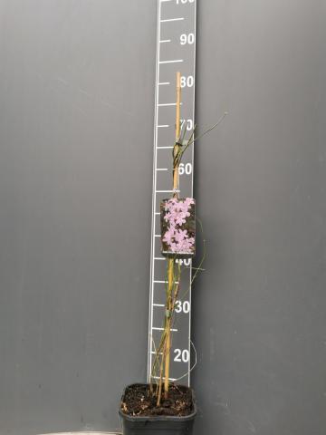 Жасмин 2 литра, снимка 2 - Листопадни храсти и дървета