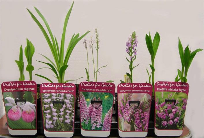 Градинска орхидея ф12, Н5-10 см, 3 стебла, 3+ цвята - Многогодишни перенни растения