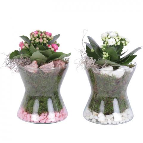 Калнхое аранжировка Ф13см, H20см - Цъфтящи