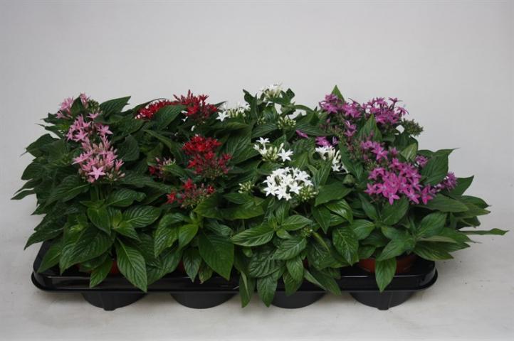 Пентас ф12/Н20-25см, различни цветове - Пролетни балконски цветя