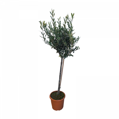 Маслина Europea 7 л - Овошки и плодни храсти