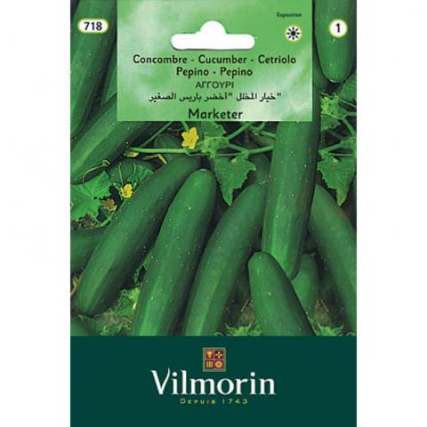 Краставица - Маркетер - Вилморин - Семена за плодове и зеленчуци
