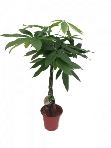 Пахира Акватика ф19 Дървото на парите - Големи растения