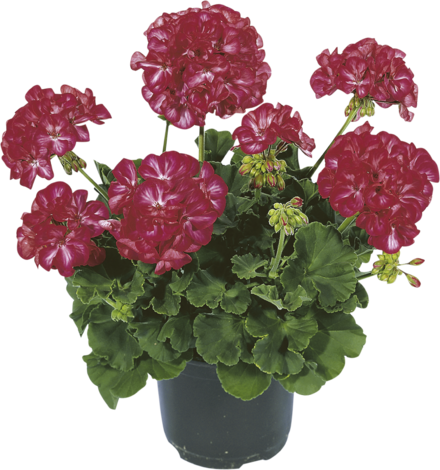 Пеларгониум мушкато 10,5 - Пролетни балконски цветя
