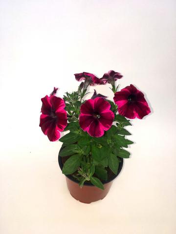 Каскадна Петуния Sweetunia ф10.5 см, снимка 4 - Пролетни балконски цветя