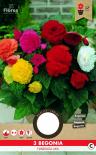 Луковици PURE Бегония Fimbriata различни цветове, 3бр