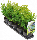 Растения за жив плет 5 бр