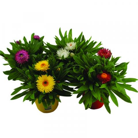 Брактеанта 1 л/ Сухо цвете - Многогодишни перенни растения