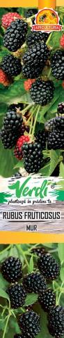Плодни храсти, микс  Verdi, снимка 2 - Овошки и плодни храсти