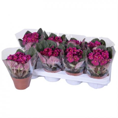 Сейнтпаулия червена Ф12см, H20см - Цъфтящи