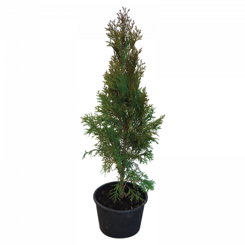 Туя Emerald 50-60 см 3 л - Иглолистни храсти и дървета