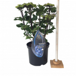 Хортензия BS Blue Ф23см, H45см