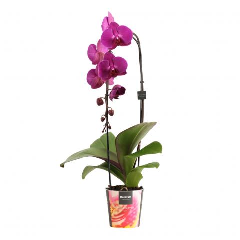 Орхидея Cascade Ф12см, Н55-60см, снимка 2 - Орхидеи