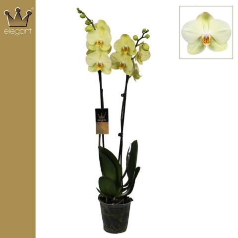 Фаленопсис 2 стебла, Ф12, Н60-70см, микс цвет. 18+, снимка 3 - Орхидеи