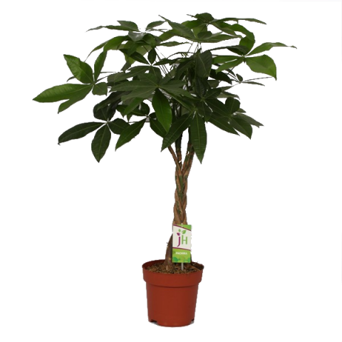 Пахира Акватика ф21см, Н:90 см - Големи растения