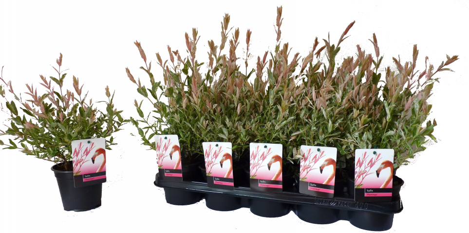 Саликс интенгра Flamingo ф12 см - Листопадни храсти и дървета