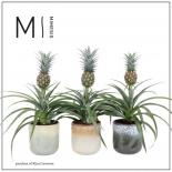 Ананас Mi Amigo in Ottawa ф12 см H40 см