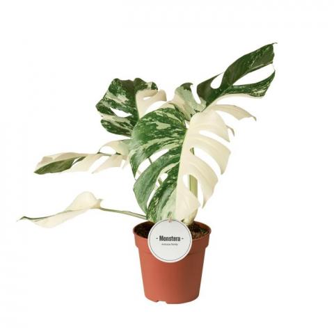 Монстера Deliciosa Variegata Super White Ф12см, H50см - Зеленолистни