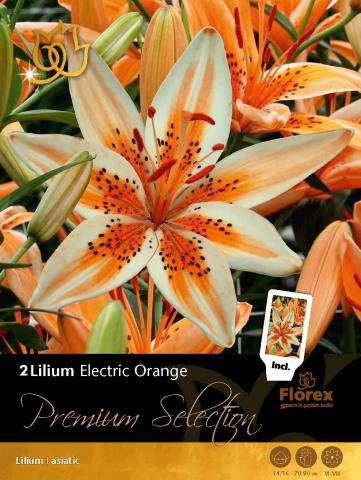 Луковици Premium Лилиум Asiatic Orange Electric - Лилиуми
