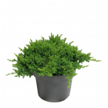 Юниперус Procumbens Nana 5 л