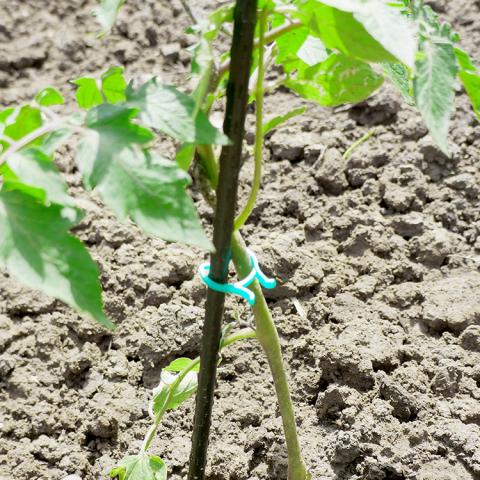 Скоби за привързване на растение, снимка 2 - Принадлежности за връзване