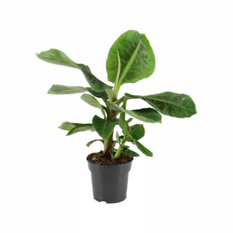 Муза (Банан) oriental Dwarf Ф17см/Н50-60см - Зеленолистни
