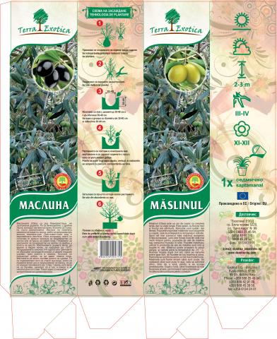Маслина корен, пакетиран в саксия и кутия, снимка 2 - Овошки и плодни храсти