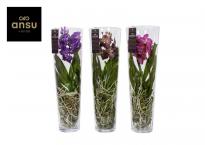 Ванда lisanne
ф24 см