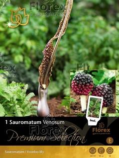 Луковици Premium Вуду-лилия Sauromatum venosum - Лилиуми