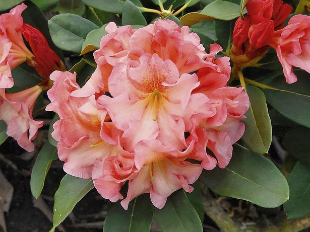 Рододендрон  ''Sonnenschein'' C4 - Листопадни храсти и дървета