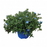 Литодора Ф14см