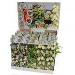 Екзотични плодни дръвчета микс ф9 см