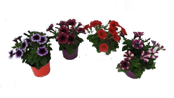 Петуния каскадна - Пролетни балконски цветя