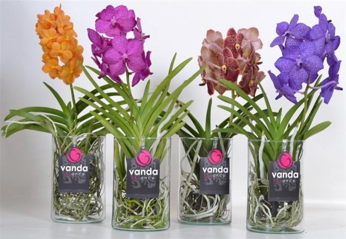 Ванда Н50-55 см, микс цветове, снимка 2 - Орхидеи