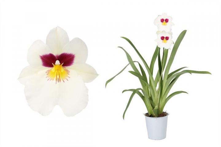 Милтония микс ф12, Н50-55 см, снимка 2 - Орхидеи