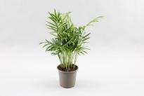 Хамедорея Elegans Ф9см, H30см