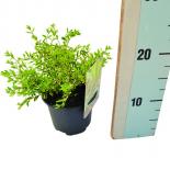 Лоницера Lemon beauty, конт 1,5 л