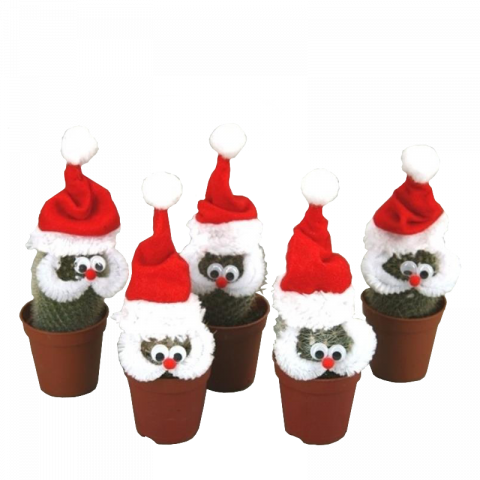 Кактус Santa Ф6.5см - Кактуси и сукуленти