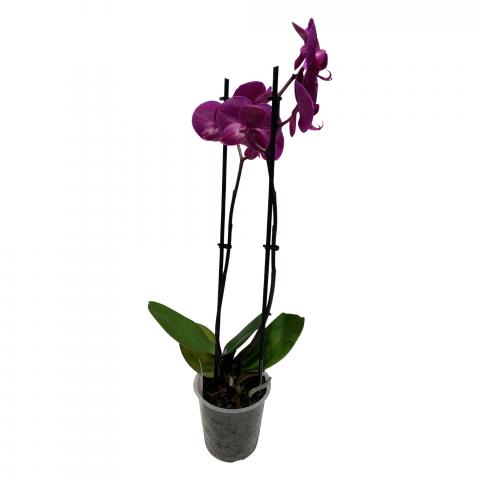 Орхидея Фалаенопсис ф12, Н40-50см, снимка 4 - Външни растения