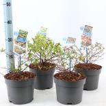 Абелия ф17 см H20 см микс