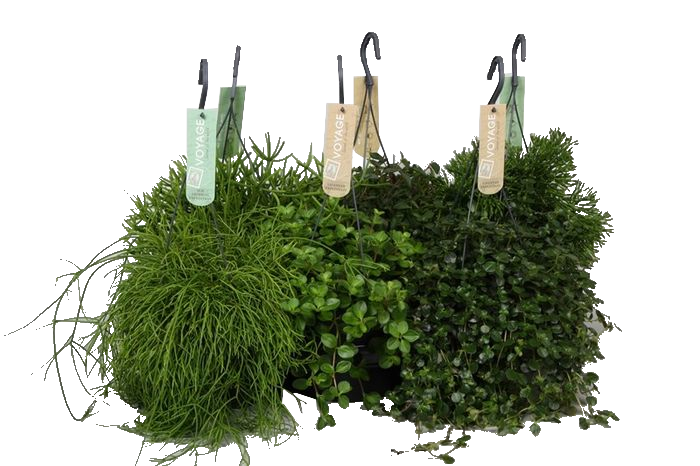 Висящи зелени растения микс - Зеленолистни