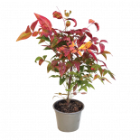 Нандина Fire power 3 л