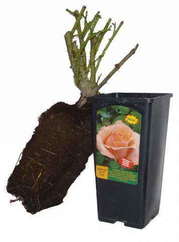 Катерлива роза 2л, микс, снимка 2 - Външни растения