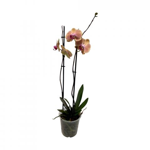 Орхидея Фалаенопсис ф12, Н40-50см, снимка 5 - Външни растения